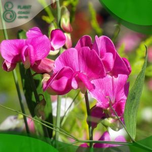 When to Plant Out Sweet Peas