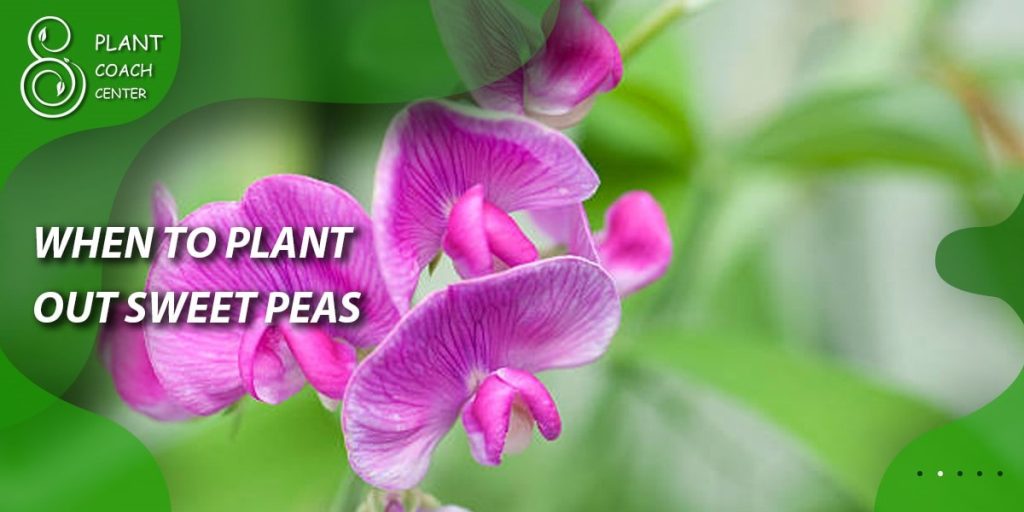 When to Plant Out Sweet Peas