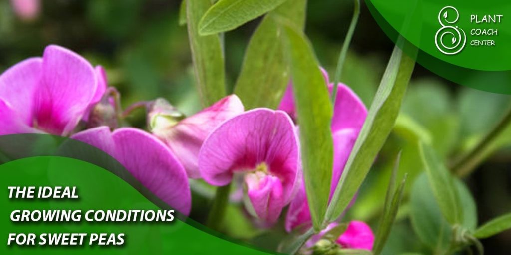 The Ideal Growing Conditions for Sweet Peas