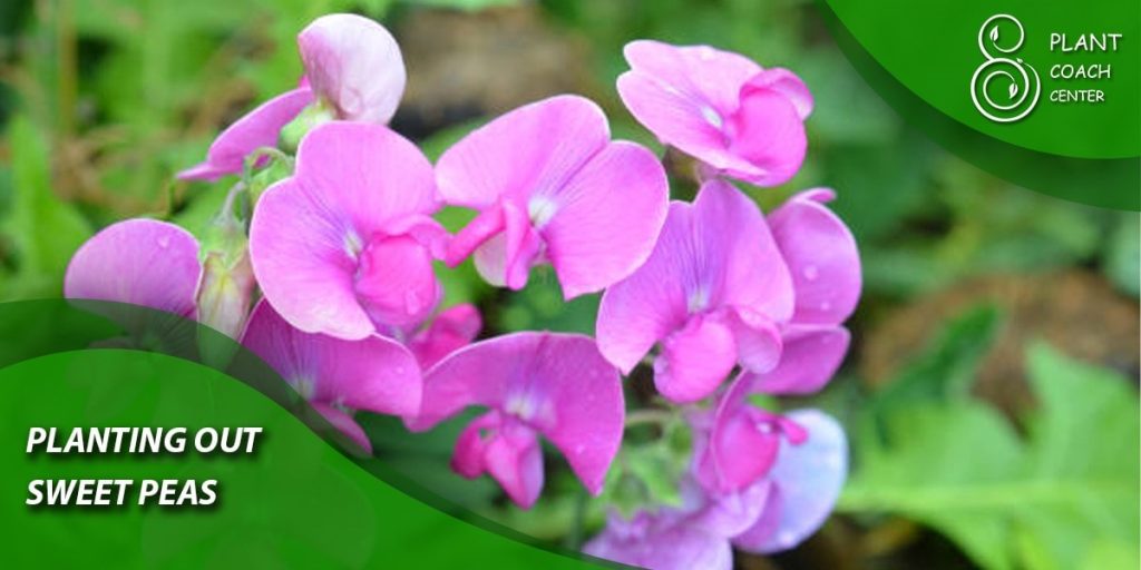 Planting Out Sweet Peas: Step-by-Step Guide