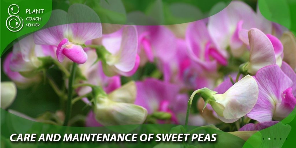 Care and Maintenance of Sweet Peas