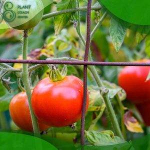 When to Plant Out Tomatoes