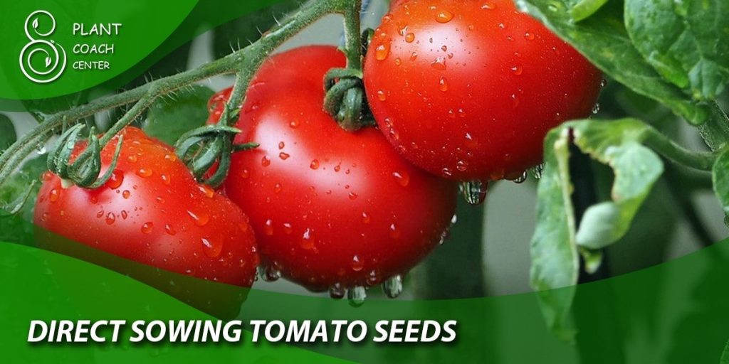 Direct Sowing Tomato Seeds