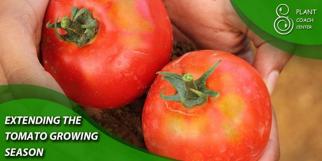 Extending the Tomato Growing Season