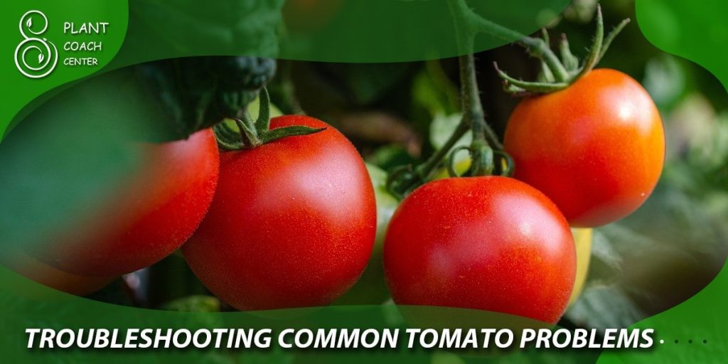 Troubleshooting Common Tomato Problems