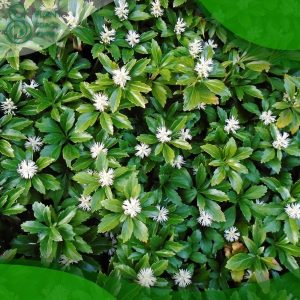 When to Plant Pachysandra