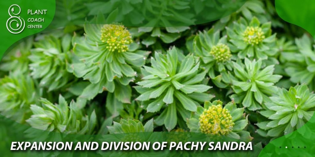Expansion and Division of Pachysandra