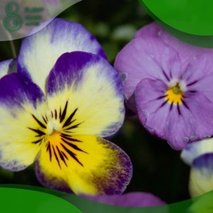 When to Plant Pansy Seeds