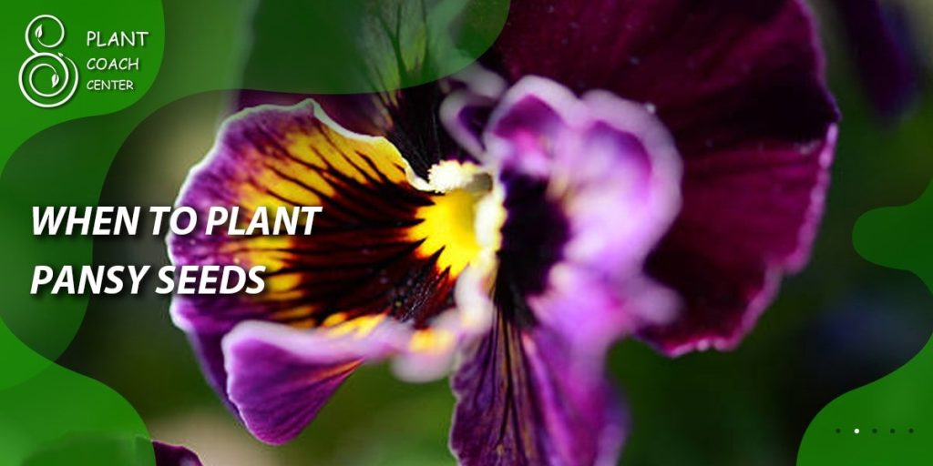 When to Plant Pansy Seeds