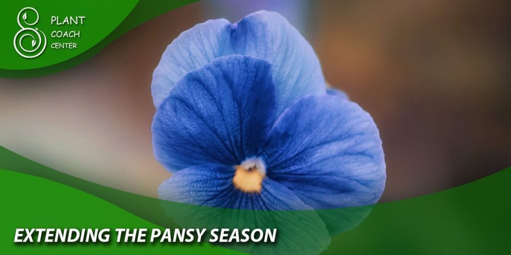 Extending the Pansy Season