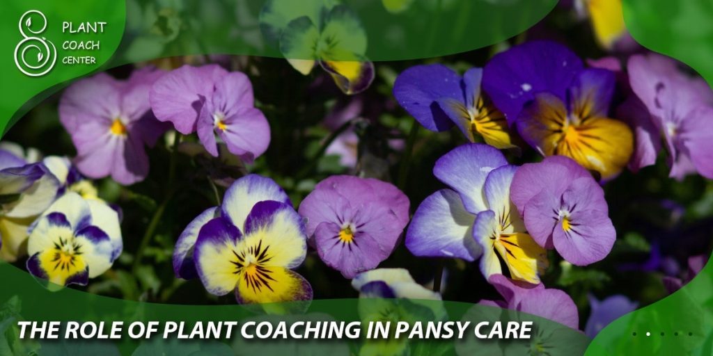  The Role of Plant Coaching in Pansy Care