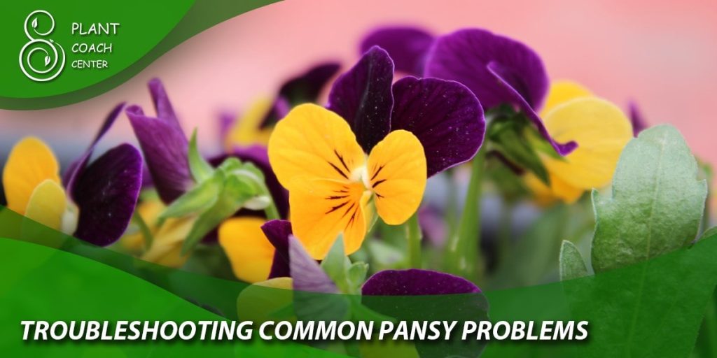 Troubleshooting Common Pansy Problems