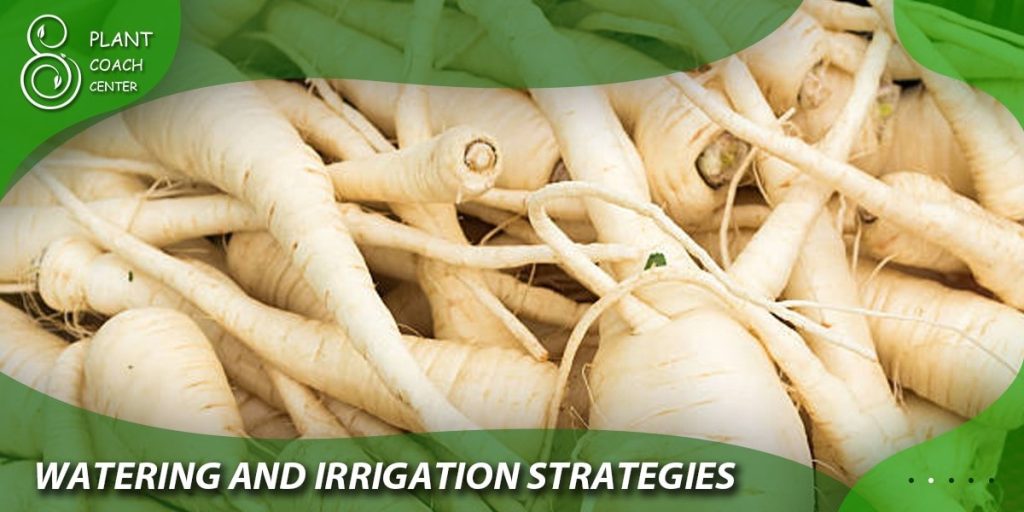 Watering and Irrigation Strategies