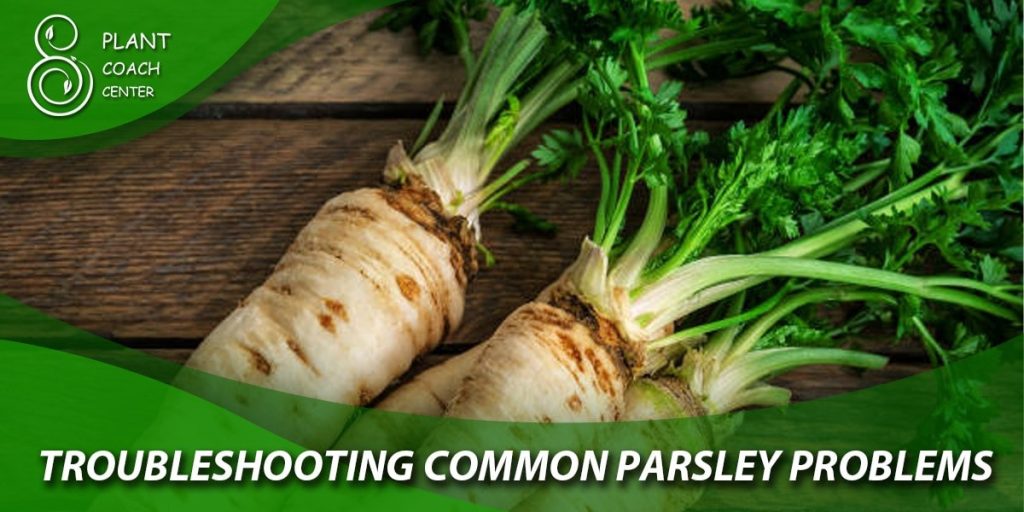 Troubleshooting Common Parsley Problems