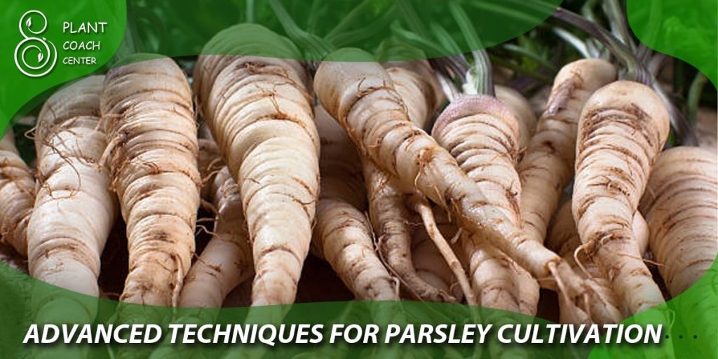 Advanced Techniques for Parsley Cultivation