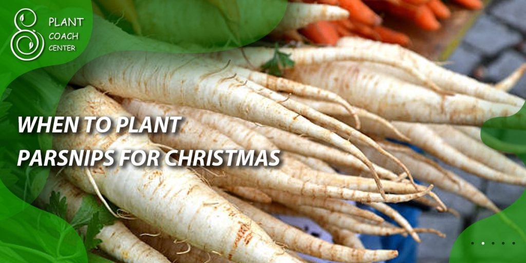 When to Plant Parsnips for Christmas