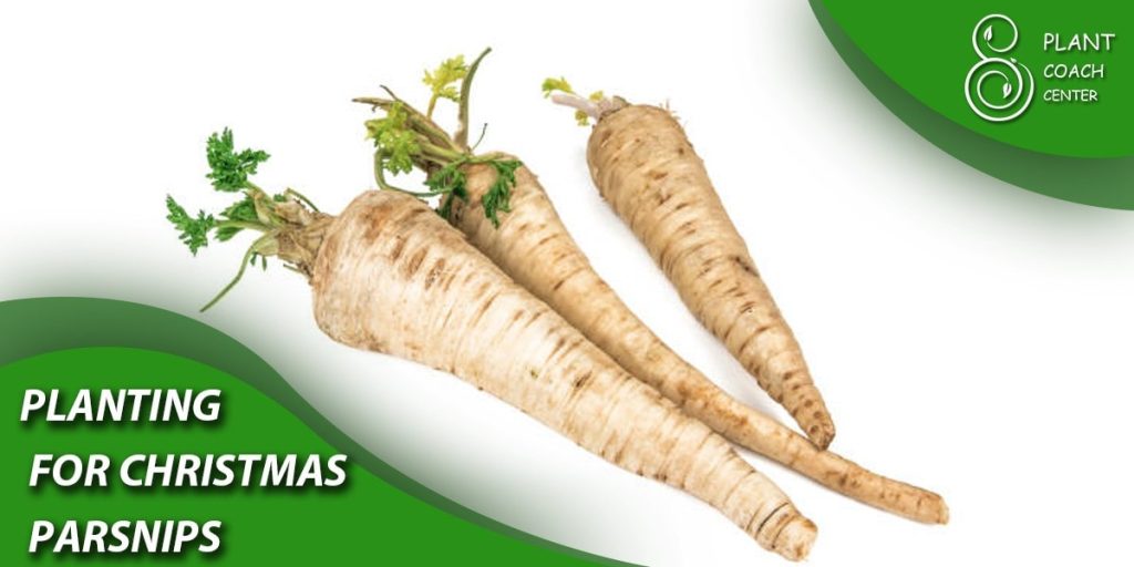 Planning for Christmas Parsnips