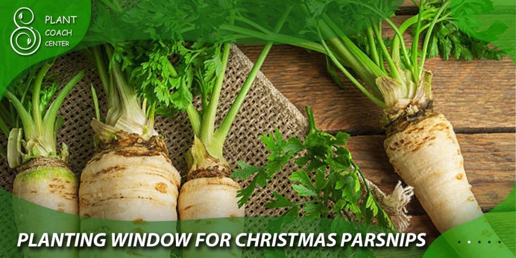  Planting Window for Christmas Parsnips