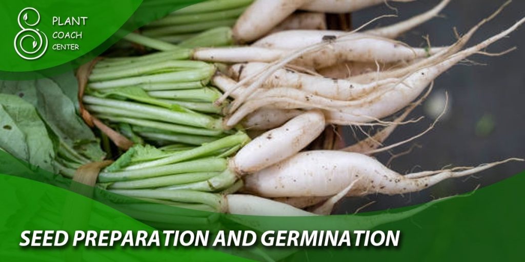  Seed Preparation and Germination