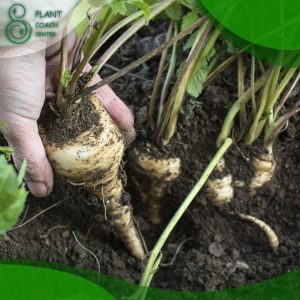When to Plant Parsnips