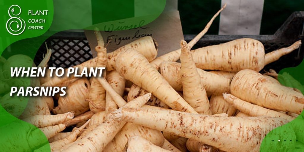 When to Plant Parsnips