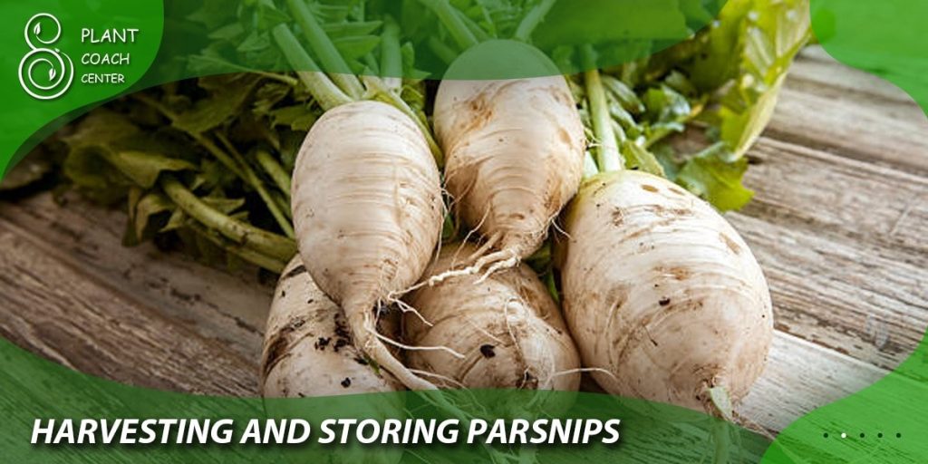 Harvesting and Storing Parsnips