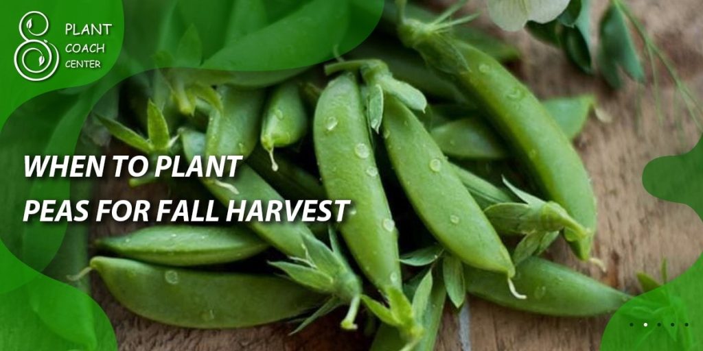 When to Plant Peas for Fall Harvest