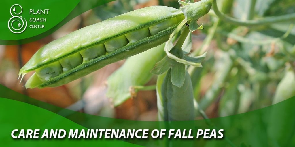 Care and Maintenance of Fall Peas