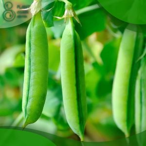 When to Plant Peas in Zone 5
