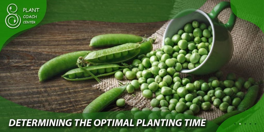 Determining the Optimal Planting Time