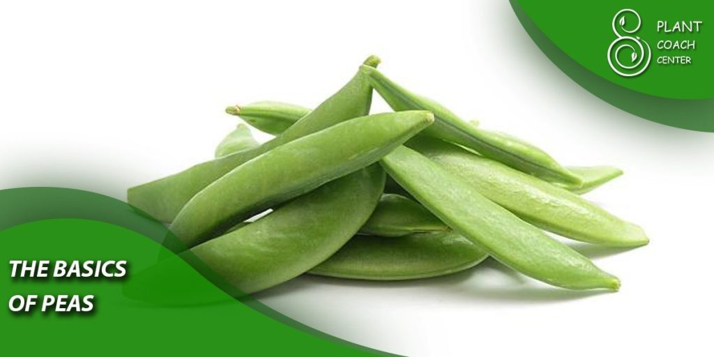  The Basics of Peas