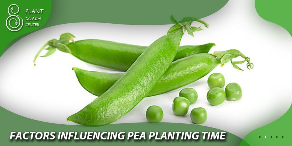 Factors Influencing Pea Planting Time