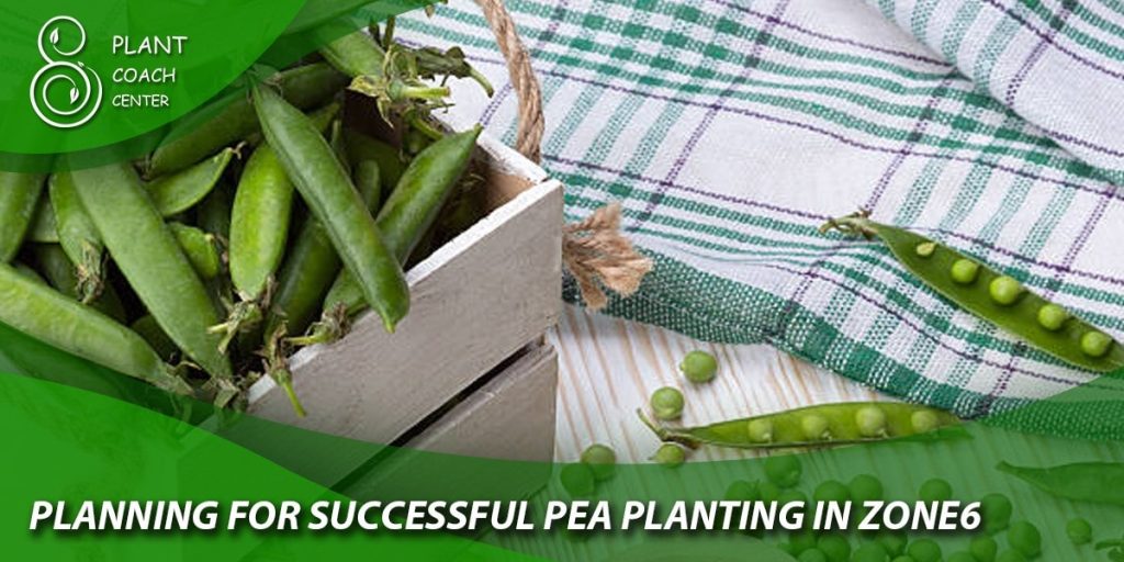 Planning for Successful Pea Planting in Zone 6