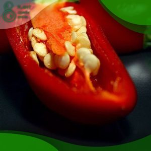 When to Plant Pepper Seeds Indoors