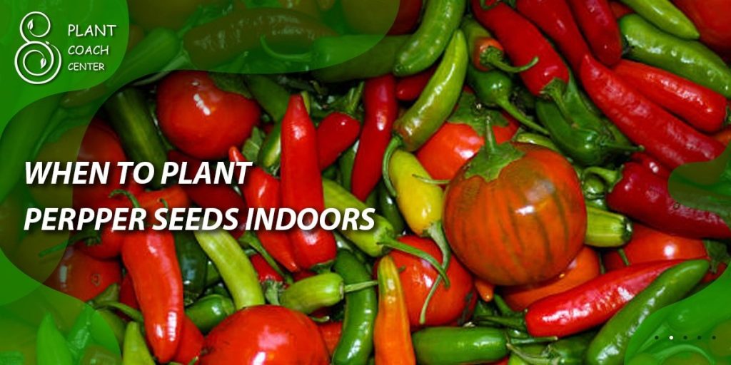 When to Plant Pepper Seeds Indoors