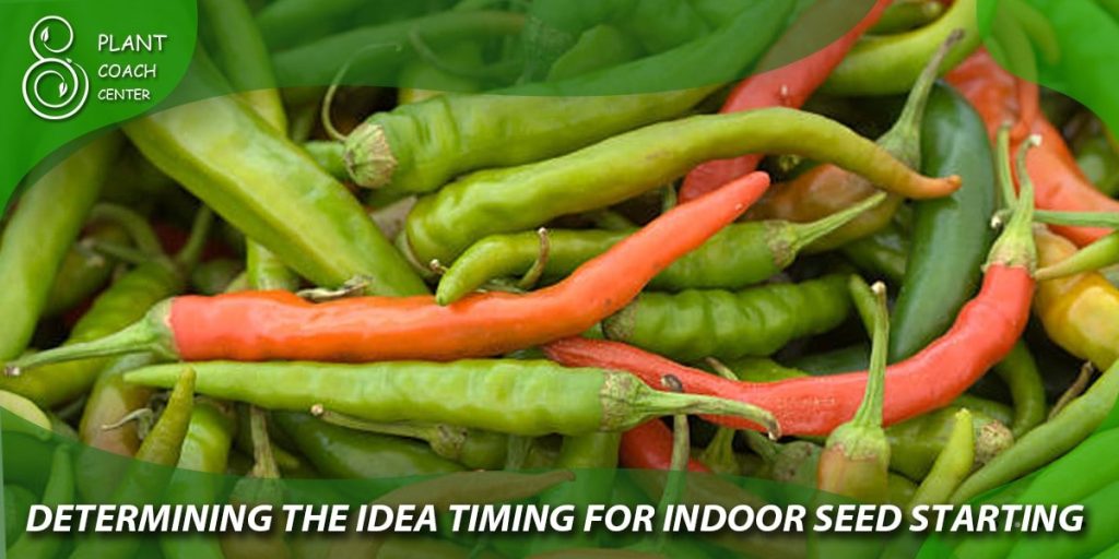 Determining the Ideal Timing for Indoor Seed Starting