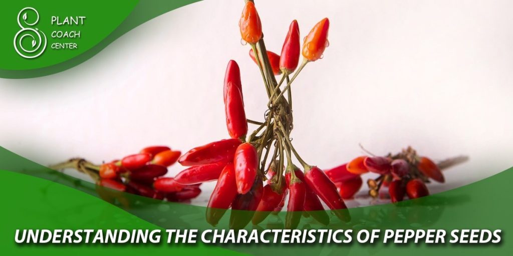 understanding the characteristics of pepper seeds