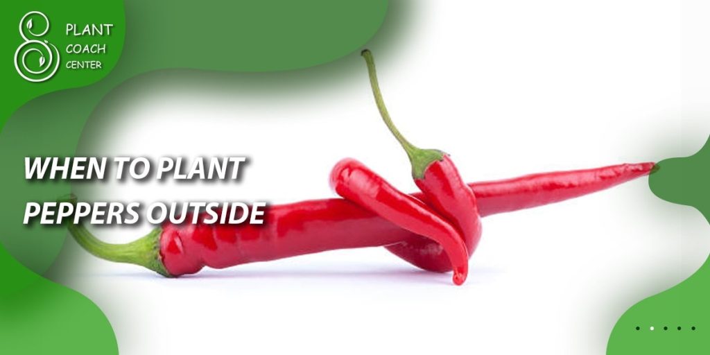 When to Plant Peppers Outside