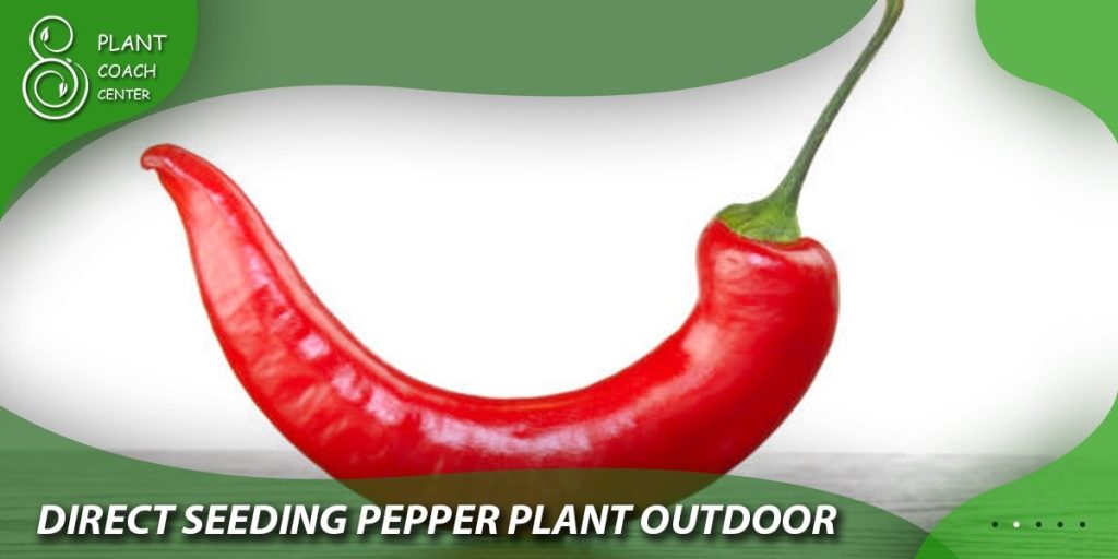 Direct Seeding Pepper Plants Outdoors