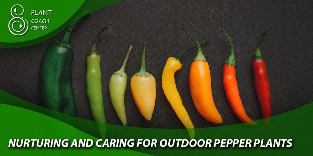 Nurturing and Caring for Outdoor Pepper Plants