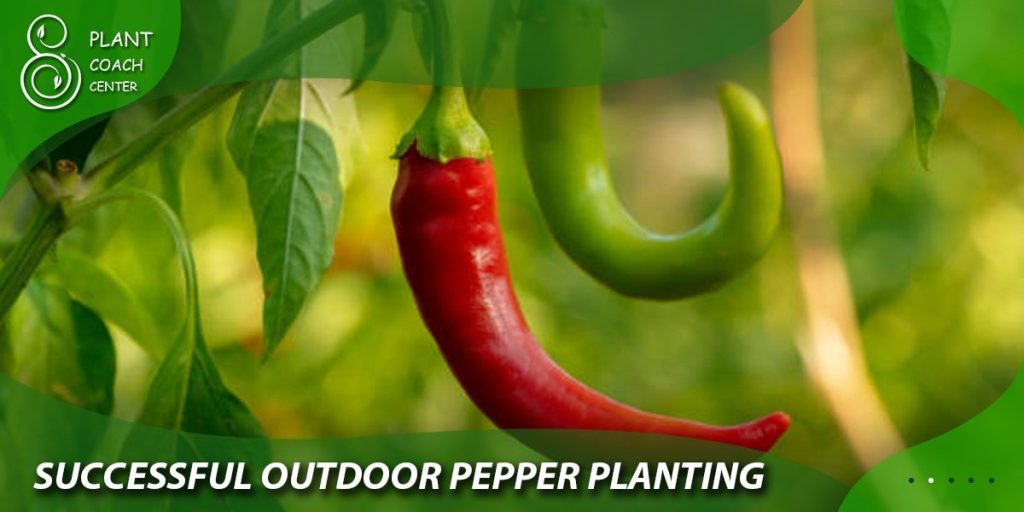 Successful Outdoor Pepper Planting