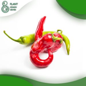 When to Plant Peppers