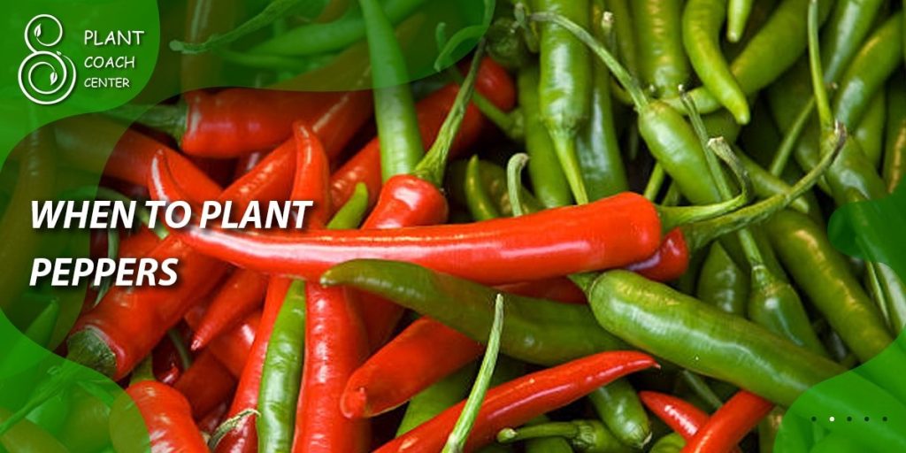 When to Plant Peppers