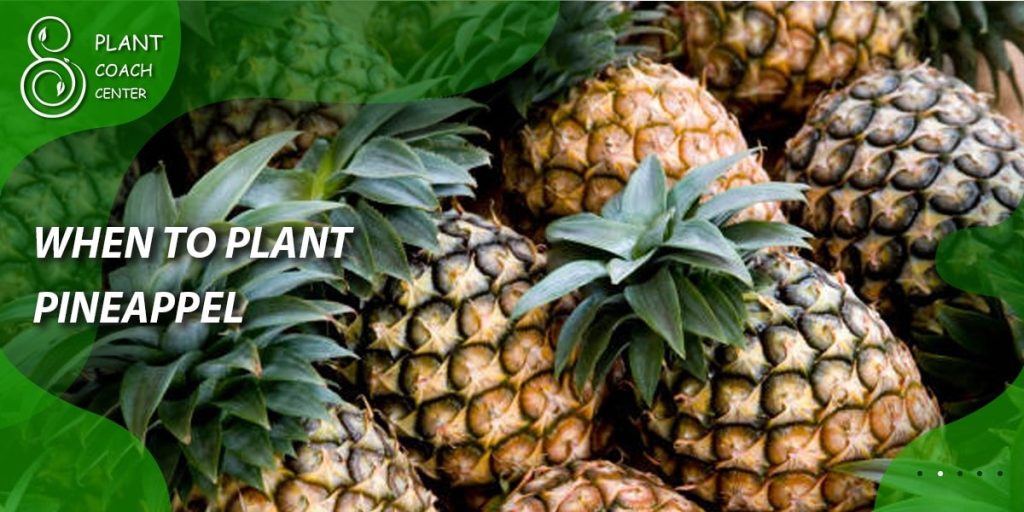 When to Plant Pineapple