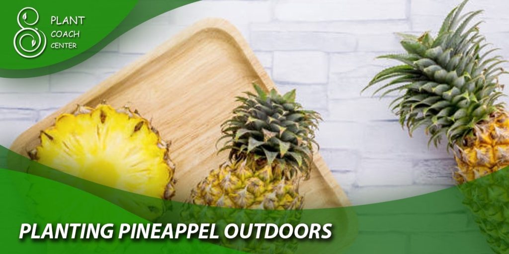 Planting Pineapple Outdoors