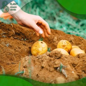 When to Plant Potatoes in Zone 7b