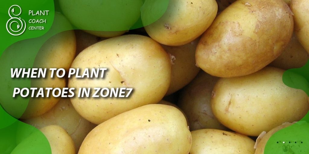 When to Plant Potatoes in Zone 7b