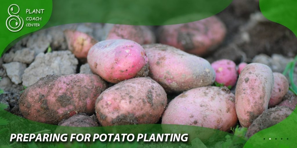 Preparing for Potato Planting