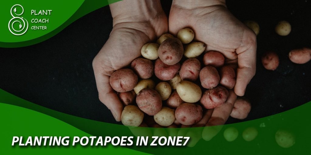 Planting Potatoes in Zone 7b