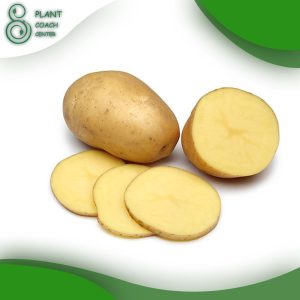 When to Plant Potatoes in Zone 8b